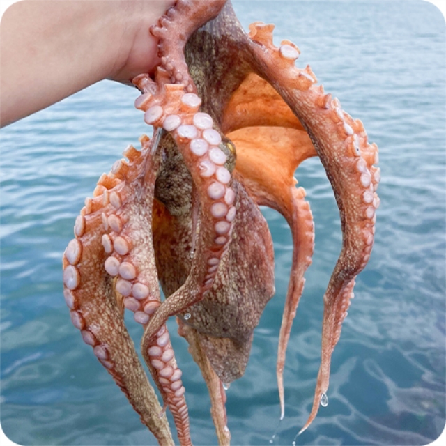 자연산 돌문어 1kg